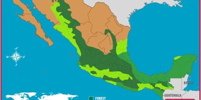 Mapa Mexiko basoak